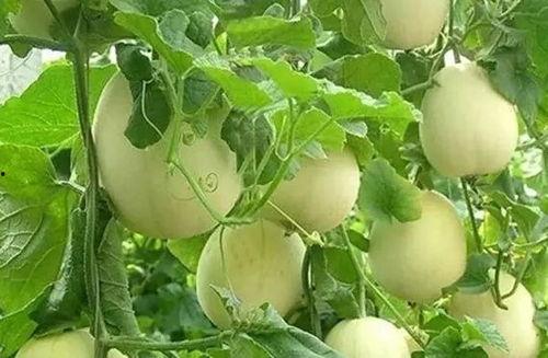 山瓜甜瓜今日价格表图片