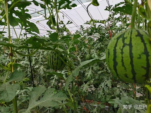 小吊瓜今日报价价格查询,市场行情一览”
