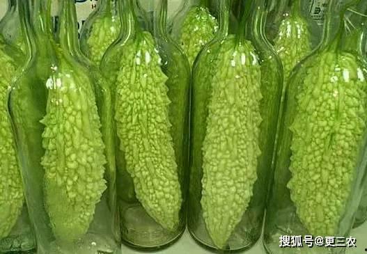 今日凉瓜价格,市民购买热情高涨
