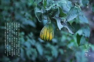 王瓜生今日立夏照片,王瓜生捕捉夏日生机瞬间