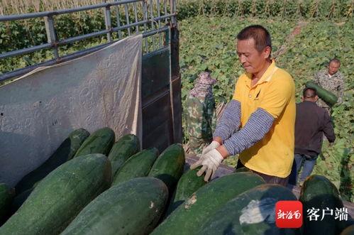 饶阳瓜菜今日价格行情,今日价格行情一览”