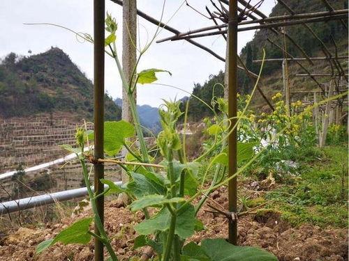 寿光市场今日佛手瓜价格,品质佳价优，消费者抢购热潮”