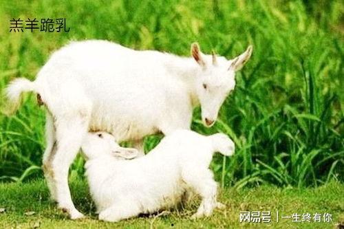 反差小羊吃瓜黑料,反差萌态引热议