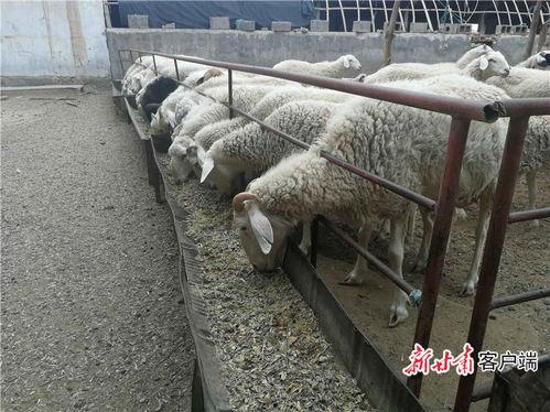瓜州县七墩乡今日新闻,聚焦乡村振兴，共绘美好家园新画卷