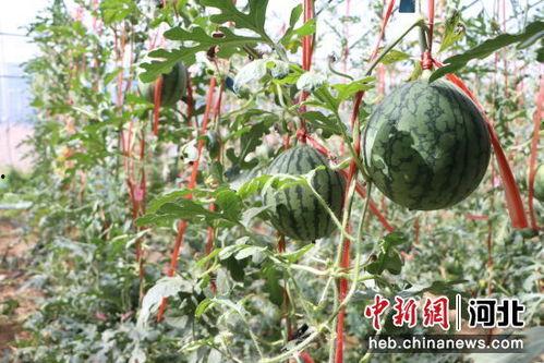 莘县小吊瓜今日价格表