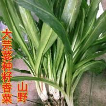 海南蒲瓜价格行情今日,今日市场动态一览