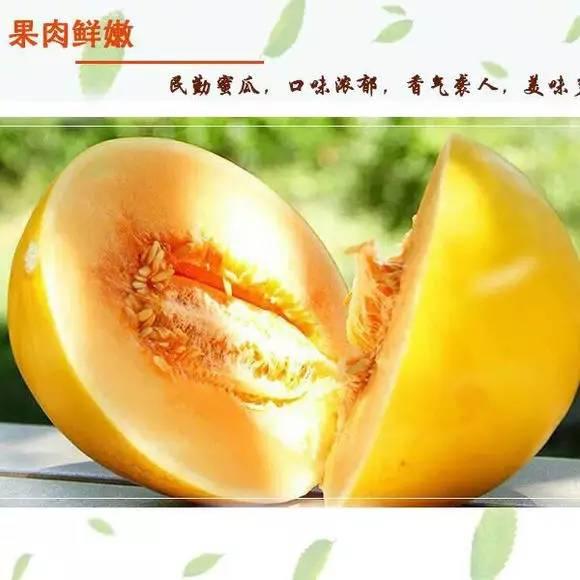 小蜜瓜价格今日价,市场行情一览”