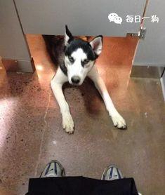 狗头 黑料 吃瓜,揭秘娱乐圈背后的真相