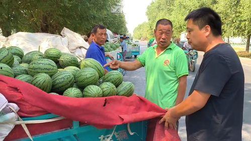 韩寺镇吊瓜价格今日,市场行情一览无余”