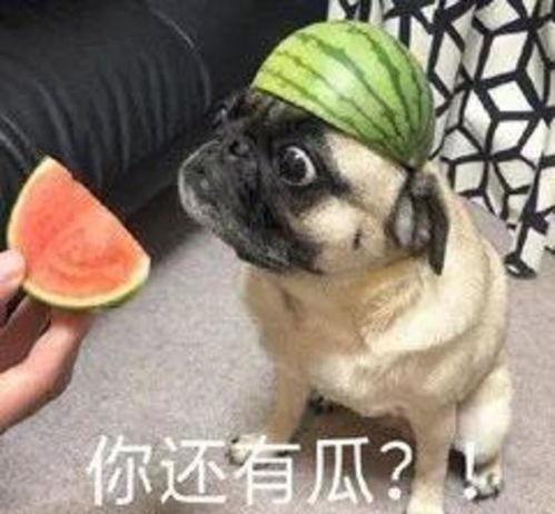 黑犬酱吃瓜,揭秘娱乐圈幕后真相