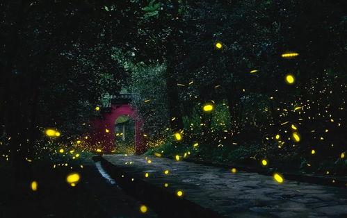繁星闪烁吃瓜黑仔,揭秘娱乐圈的幕后故事