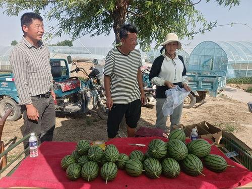 中牟万邦小吊瓜今日价格,价格行情一览