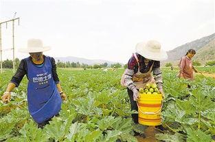 曲靖今日小瓜价格,市场行情实时解析
