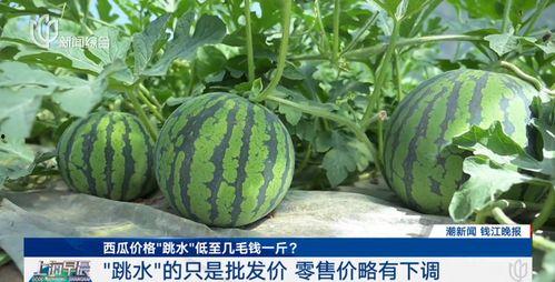 今日瓜价一斤多少钱,一斤多少钱？揭秘时令瓜果市场行情
