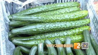 曲江今日小瓜价格是多少,曲江今日小瓜价格行情揭晓