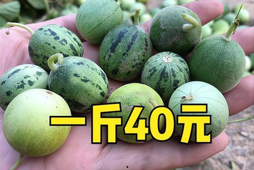 曲江今日小瓜价格是多少,曲江今日小瓜价格行情揭晓