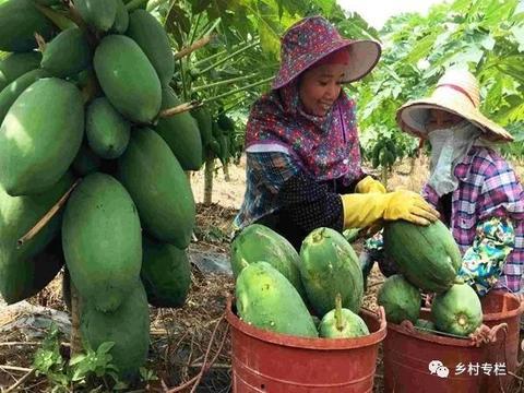 湖南沙漠瓜今日零售价,新鲜美味，价格实惠，快来尝鲜！