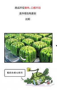 黑历史正能量吃瓜,吃瓜群众的成长日记
