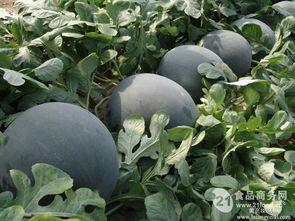 今日瓜价,今日瓜价行情一览