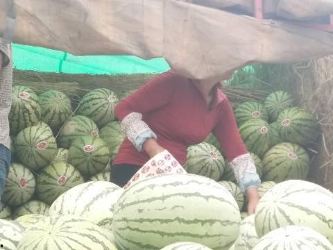 今日万邦硒砂瓜价格行情,今日市场动态一览