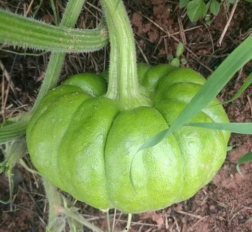 姜柄瓜昆明今日最新价格,新鲜上市，行情走俏
