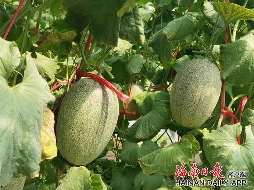 今日海南哈密瓜,热带风情中的甜蜜诱惑