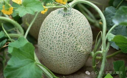 今日海南哈密瓜,热带风情中的甜蜜诱惑