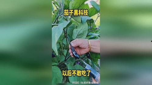 黑科技吃瓜链接,吃瓜链接背后的惊人真相