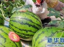 郑州今日吃瓜最新消息,揭秘最新热点事件背后的真相