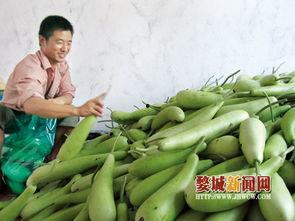 蒲瓜今日最新价格行情,今日行情一览