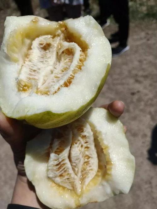 七月21号今日大瓜,今日大瓜盘点