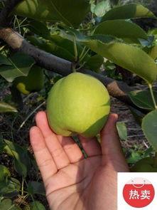 大荔今日瓜价行情,新鲜瓜果价格走俏，市民抢购热潮涌动