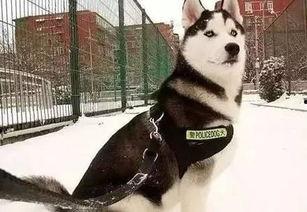 哈士奇劝架黑犬吃瓜,黑犬吃瓜化解冲突