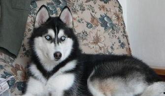 哈士奇劝架黑犬吃瓜,黑犬吃瓜化解冲突
