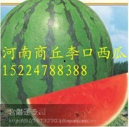 建水今日小瓜价格行情,涨跌波动，市场动态一览