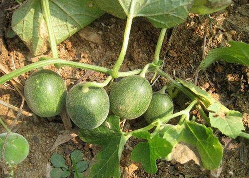 建水今日小瓜价格行情,涨跌波动，市场动态一览