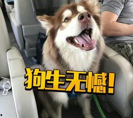 网红小狗的烦心事黑料吃瓜,揭秘背后的黑料与吃瓜真相