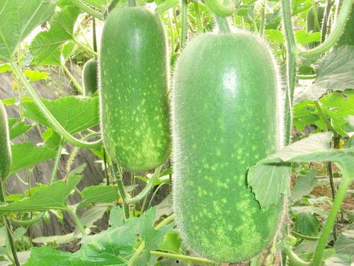 上万月乐可以吃黑密瓜吗,上万月乐宝宝能否享用黑密瓜美味