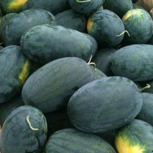 上万月乐可以吃黑密瓜吗,上万月乐宝宝能否享用黑密瓜美味