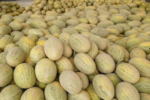 伽师瓜今日价格