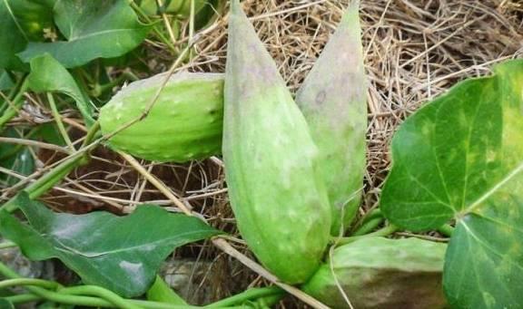 今日瓢瓜收购价格,涨跌互现，市场动态解析