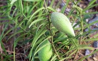 今日瓢瓜收购价格,涨跌互现，市场动态解析