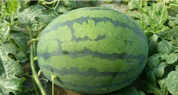 蒲城吊瓜今日价格行情,今日行情火爆，价格走势分析