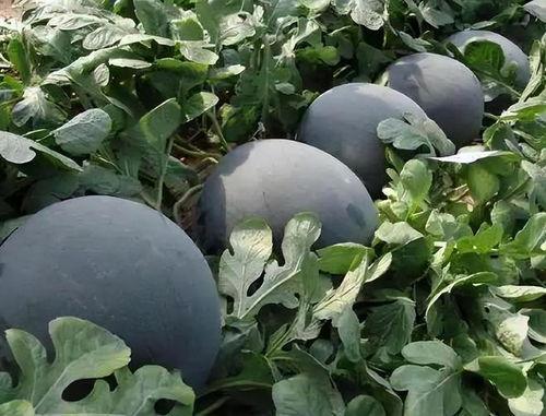 黑瓜吃料网入口怎么没了,探寻入口消失之谜