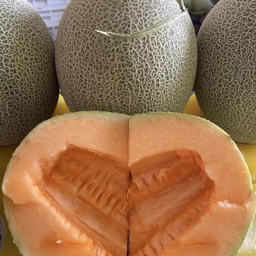 今日瓜州哈密瓜价,品质佳受热捧