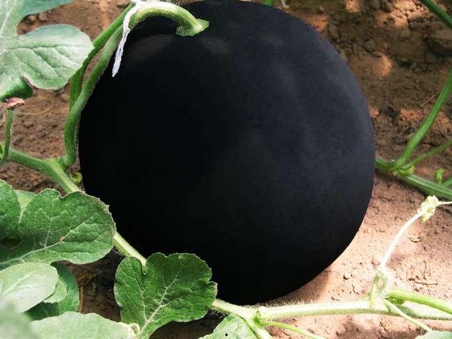 黑瓜吃料,揭秘食材背后的故事与营养秘密