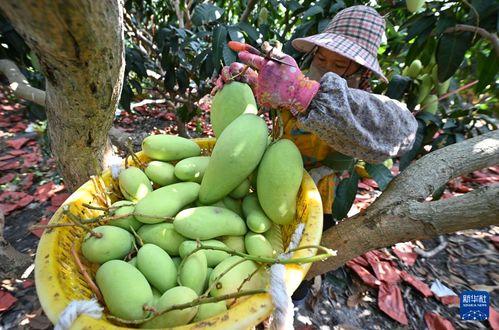 陵水英州哈密瓜今日价格