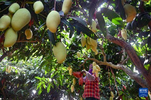 陵水英州哈密瓜今日价格