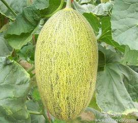 海南哈密瓜今日行情价,行情价持续走俏