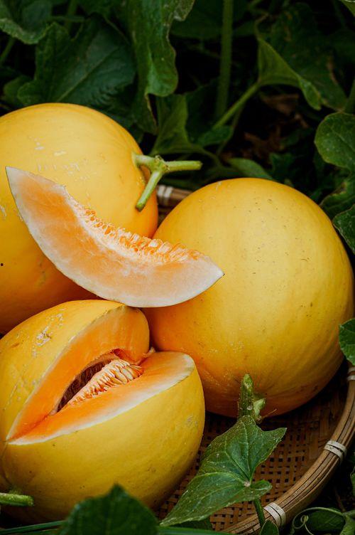 黑蜜瓜8岁女孩可以吃吗,营养与安全指南